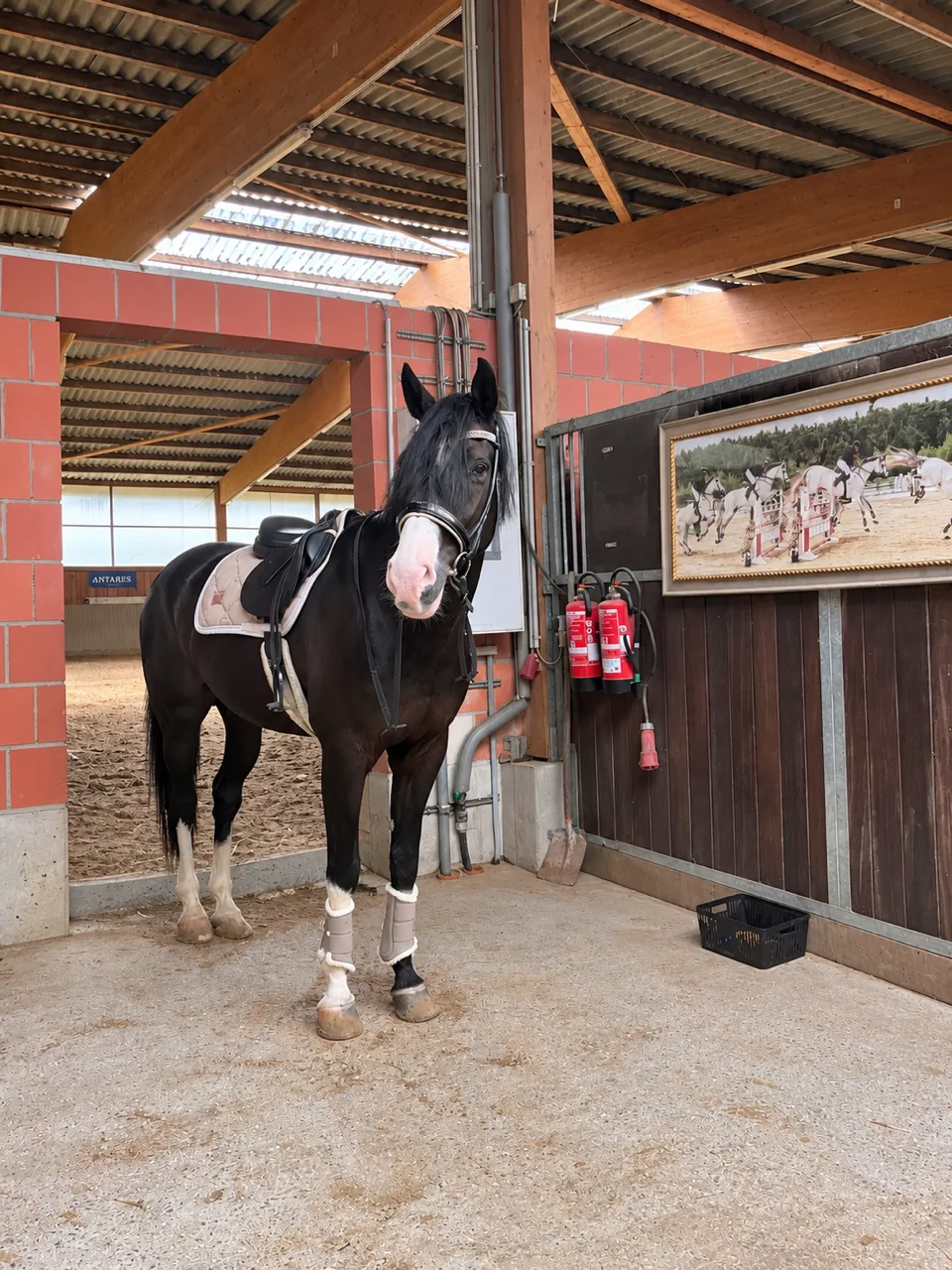Horse